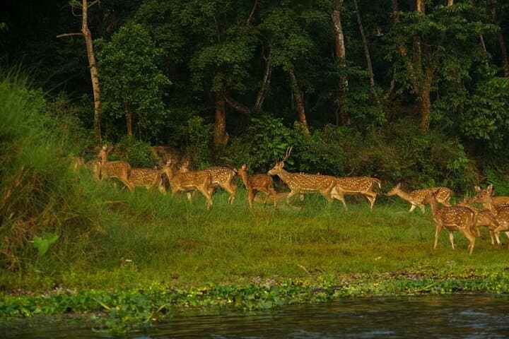 Chitwan Jungle Safari 2N3D: Rhino, Tiger & Tharu-Village Adventure photo 5