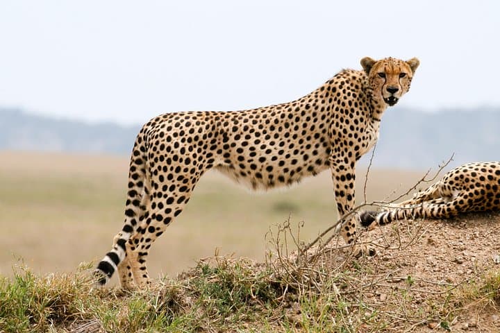 4-Day Private Serengeti and Ngorongoro Safari from Arusha photo 3