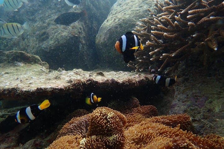 Private Snorkeling at Pigeon Island Trincomalee — Speedboat, GoPro & Guided Reefs photo 3