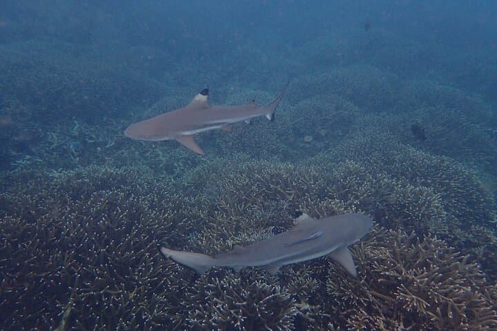 Private Snorkeling at Pigeon Island Trincomalee — Speedboat, GoPro & Guided Reefs photo 4