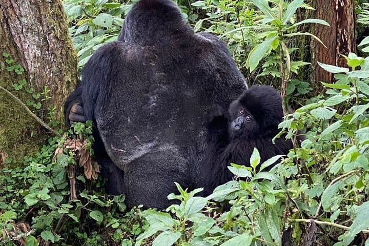 2-Day Bwindi Gorilla Trek from Kigali — Mountain Gorilla Safari photo 5