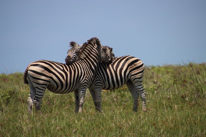 Full-Day Family Safari at Hluhluwe-iMfolozi Park — Big Five & Junior Ranger Adventure photo 4