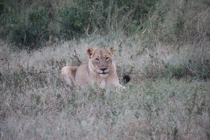 Full-Day Family Safari at Hluhluwe-iMfolozi Park — Big Five & Junior Ranger Adventure photo 5
