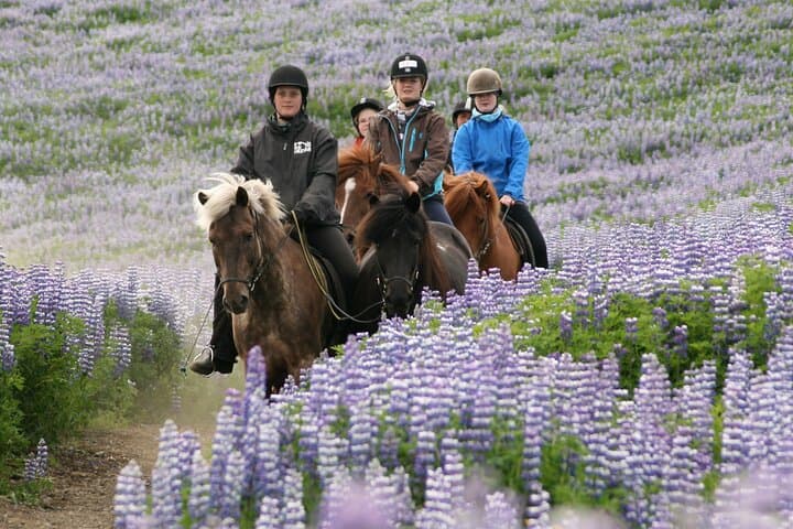 Icelandic Horse Comfort Ride — Lava Fields & Bláfjöll Views from Reykjavík photo 6