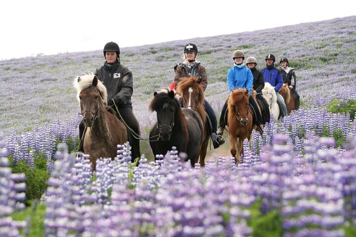 Icelandic Horseback Riding Tour from Reykjavík — Lava Fields & Tölt photo 3