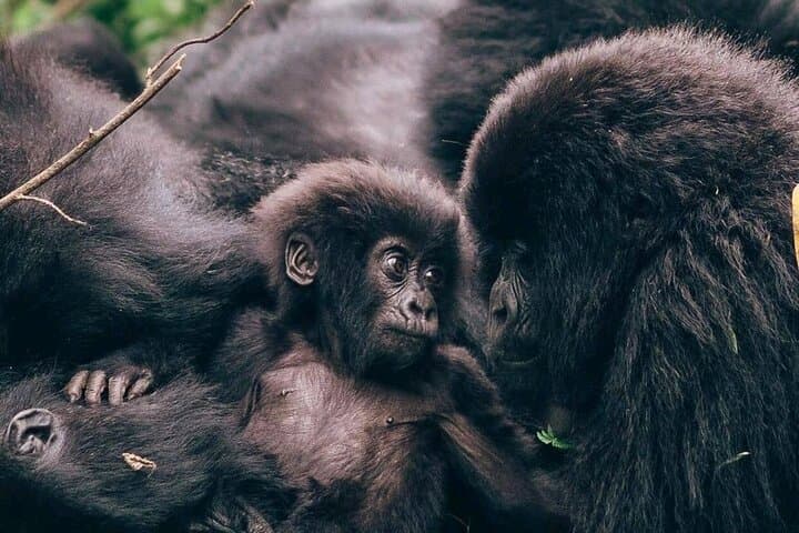 1-Day Mountain Gorilla Trek: Volcanoes National Park, Rwanda