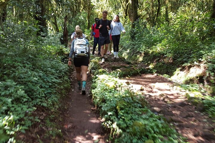 7-Day Kilimanjaro Machame Route: Summit Uhuru Peak via the Scenic South Circuit photo 3