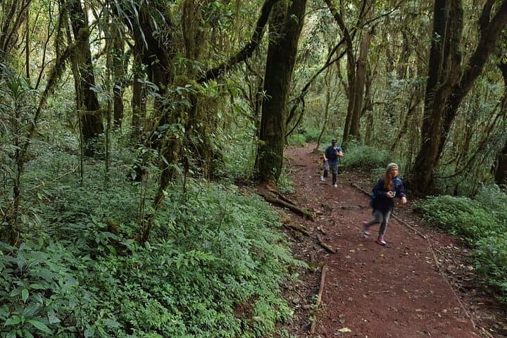 7-Day Kilimanjaro Machame Route: Summit Uhuru Peak via the Scenic South Circuit photo 4