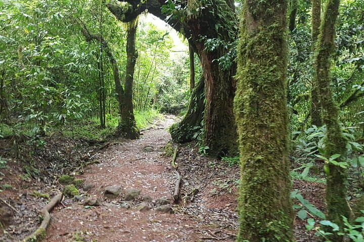 7-Day Kilimanjaro Machame Route: Summit Uhuru Peak via the Scenic South Circuit photo 6