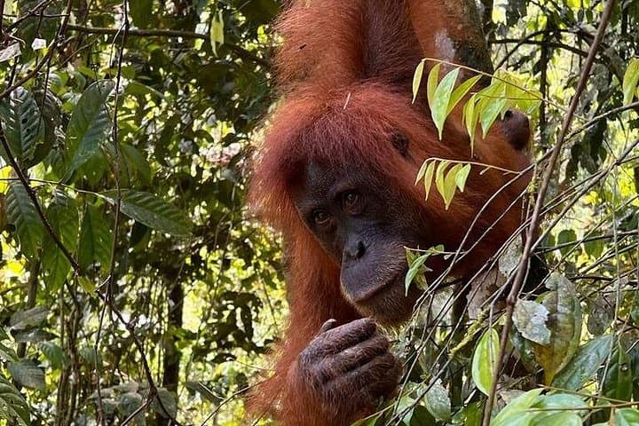 Bukit Lawang 2-Day Jungle Trek & River Tubing in Gunung Leuser photo 1