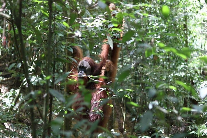 Full-Day Bukit Lawang Jungle Trek: Orangutans, Rivers & Gunung Leuser