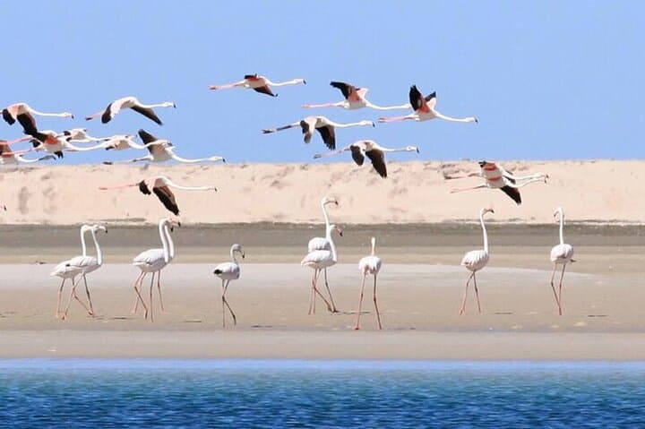 Essaouira Day Trip from Marrakech: Atlantic Ramparts, Beach & Medina photo 6