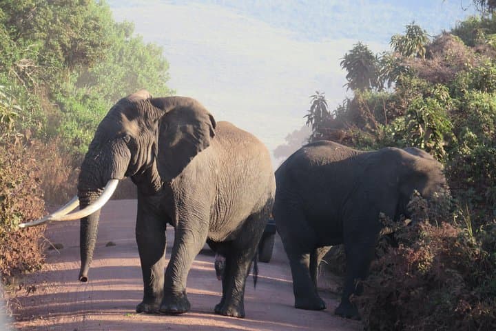 Zanzibar to Mikumi: One-Day Flight Safari into Tanzania’s Savannah photo 2