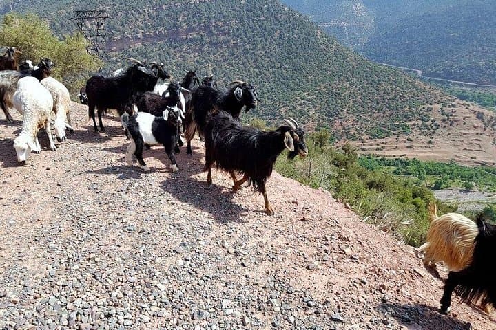 Atlas Mountains 3-Valleys Day Trip from Marrakech — Ourika, Tahannaout & Agafay photo 3