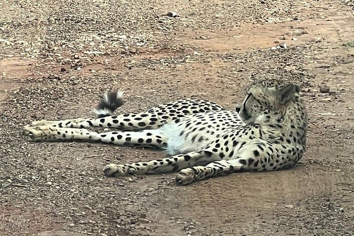 Private Pilanesberg Game Drive from Johannesburg — Full-Day Safari & Lunch photo 4