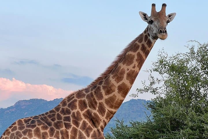 Private Pilanesberg Game Drive from Johannesburg — Full-Day Safari & Lunch photo 3
