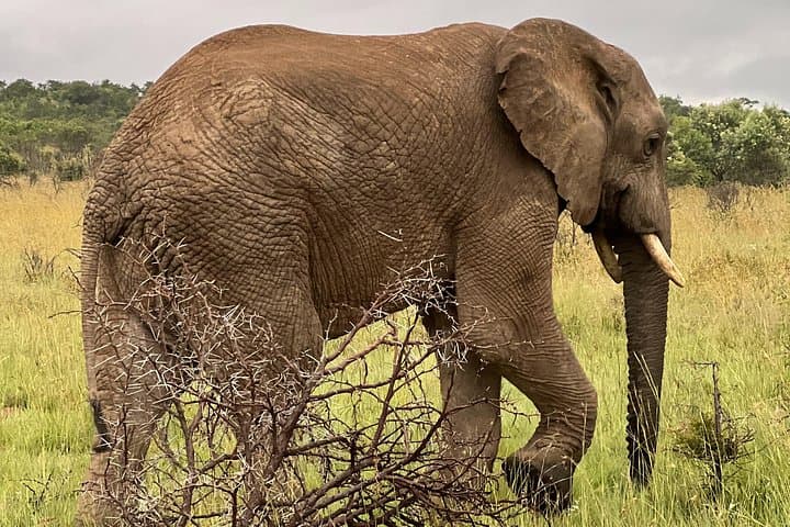 Private Pilanesberg Game Drive from Johannesburg — Full-Day Safari & Lunch photo 2