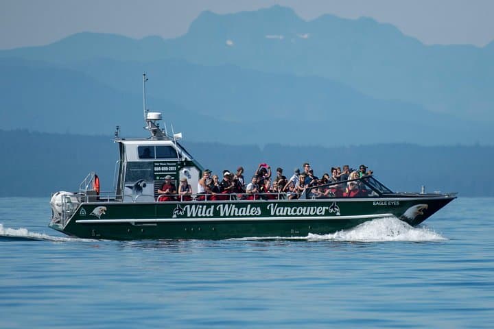 Granville Island Whale Watching: Open-Air Marine Wildlife Cruise photo 4