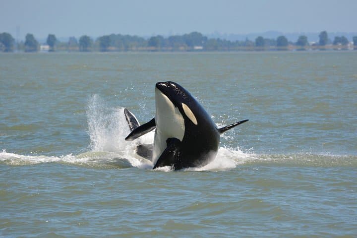 Granville Island Whale Watching: Open-Air Marine Wildlife Cruise photo 2