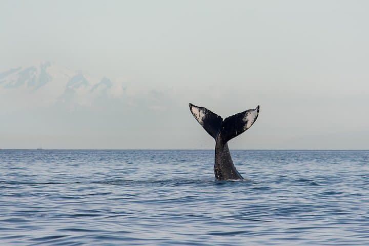 Granville Island Whale Watching: Open-Air Marine Wildlife Cruise photo 3