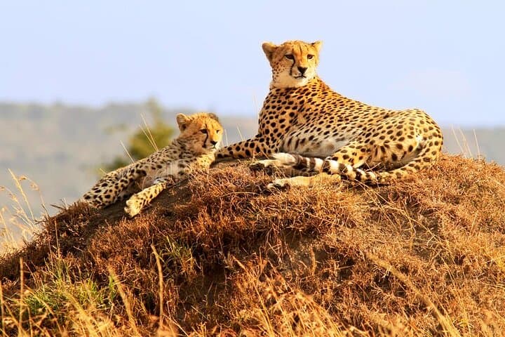 3-Day Maasai Mara Safari from Nairobi: Game Drives, Tented Camp & Migration Highlights photo 1