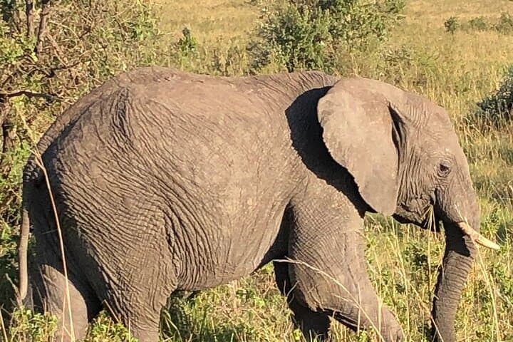 3-Day Maasai Mara Safari from Nairobi: Game Drives, Tented Camp & Migration Highlights photo 2