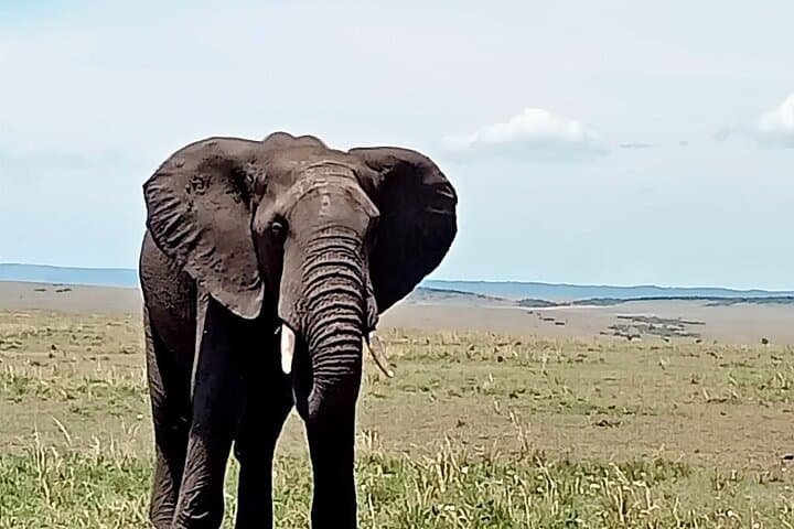 3-Day Maasai Mara Safari from Nairobi: Game Drives, Tented Camp & Migration Highlights photo 3