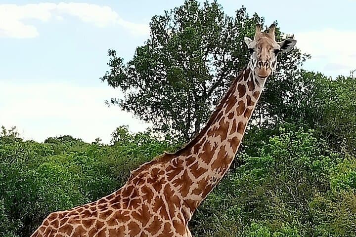 3-Day Maasai Mara Safari from Nairobi: Game Drives, Tented Camp & Migration Highlights photo 4