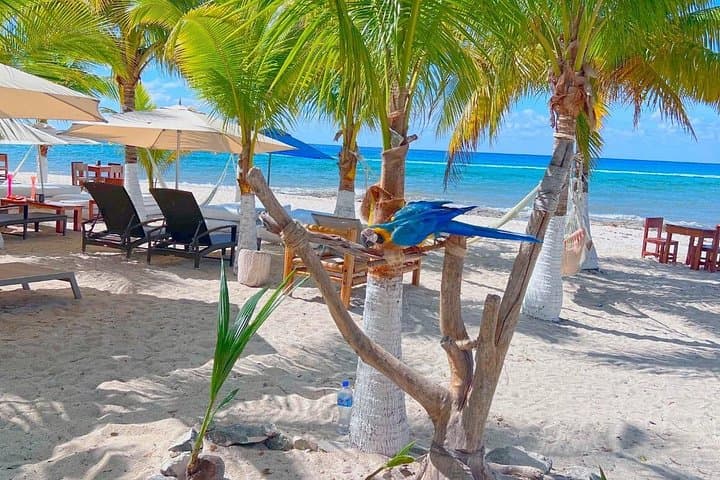 Otoch Mayan Experience Tour — Cozumel Cultural, Beach & Tequila Day Trip photo 5