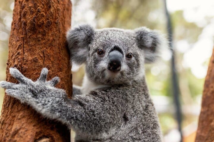 Taronga Zoo Aussie Backyard Adventure Tour — Meet Koalas, Kangaroos & More photo 4