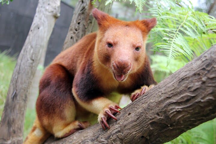Taronga Zoo Aussie Backyard Adventure Tour — Meet Koalas, Kangaroos & More photo 6