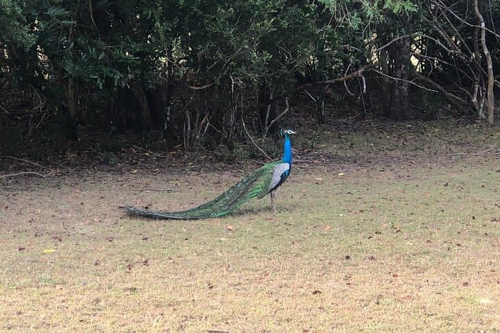 Wilpattu Safari from Negombo: Leopards, Willus & Wild Plains photo 5