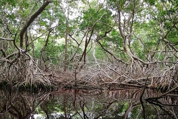 Sisal Flamingo Sunset Tour — Chalana & Kayak Estuary Experience photo 2