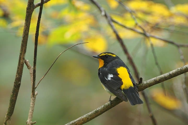 Karuizawa Wild Bird Sanctuary Guided Forest Walk — Nagano Birdwatching Tour photo 2