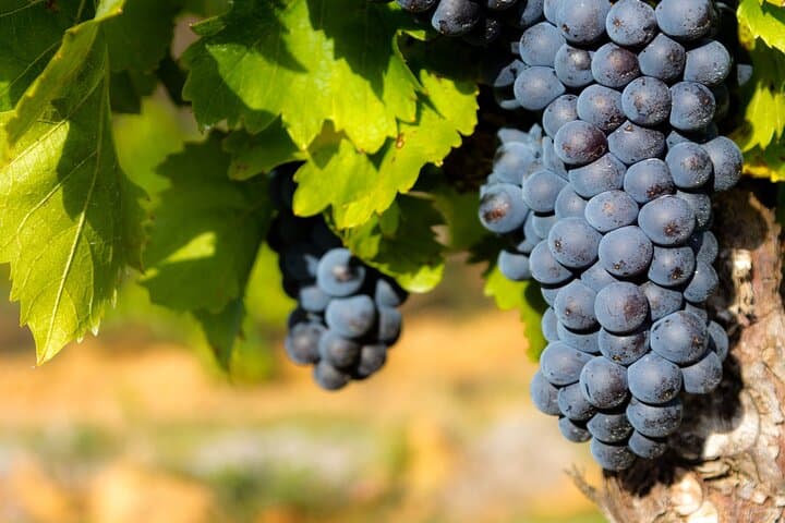 Chateauneuf-du-Pape Half-Day Wine Walking Tour: Winery Visit & Tastings photo 2