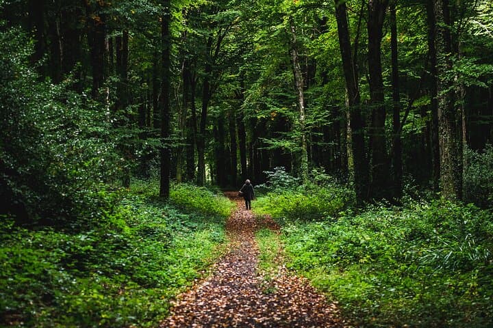 Courtown Woodland Guided Walk: Pagan Lore, Foraging & Ancient Trees in Wexford