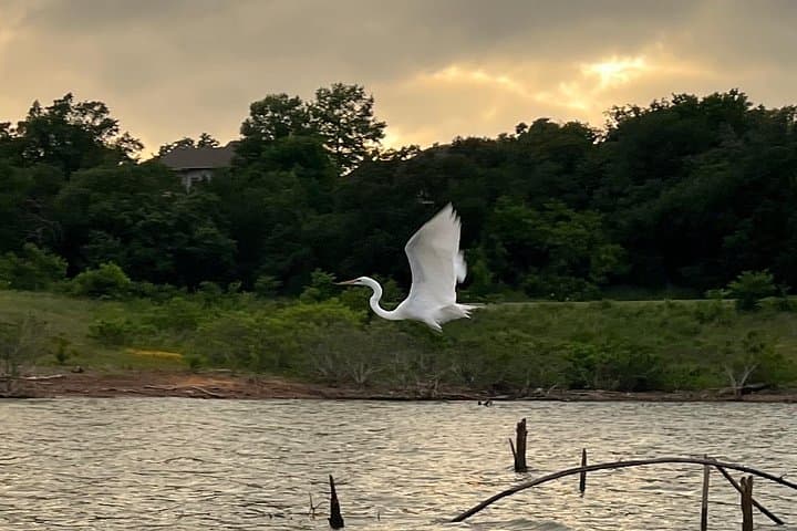 Grapevine Lake Kayak Eco Tour: Clear-Kayak Wildlife & Shoreline Exploration photo 1