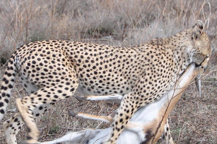 8-Day Private Mara River Crossing Safari — Serengeti Wildebeest Migration Itinerary photo 3