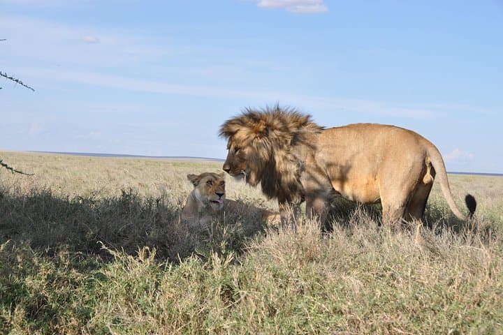 8-Day Private Mara River Crossing Safari — Serengeti Wildebeest Migration Itinerary photo 4