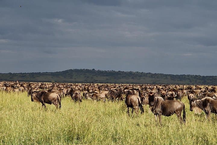 8-Day Private Mara River Crossing Safari — Serengeti Wildebeest Migration Itinerary photo 1