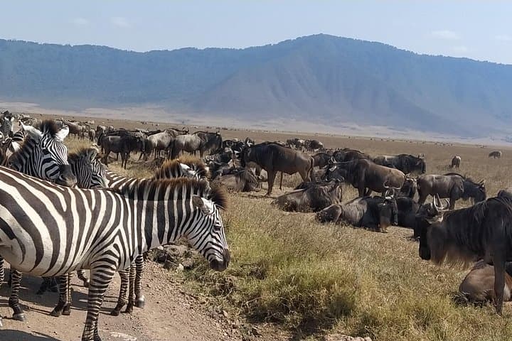 8-Day Private Mara River Crossing Safari — Serengeti Wildebeest Migration Itinerary photo 2