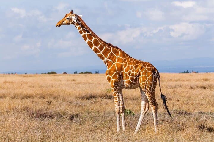 Half-Day Tala Game Reserve & Phezulu Safari from Durban — Wildlife Drive and Cultural Village photo 2