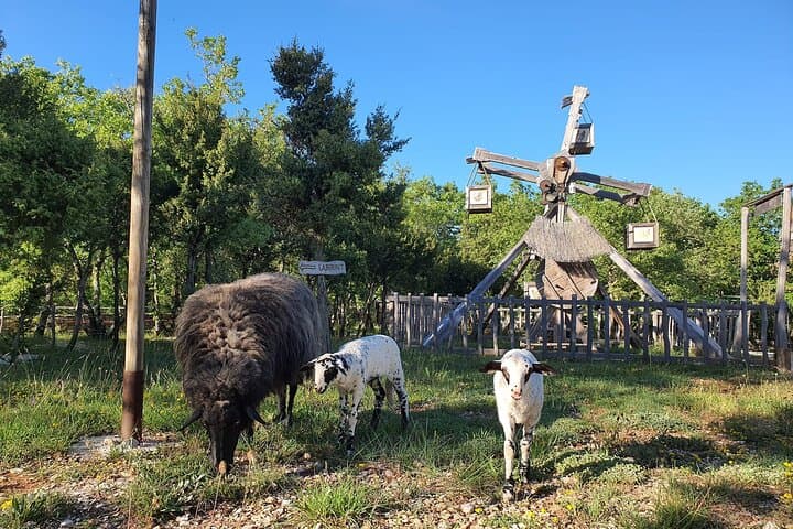 Medieval Adrenaline Family Tour in Istria: Sanc. Michael & Kringa Adventure photo 5