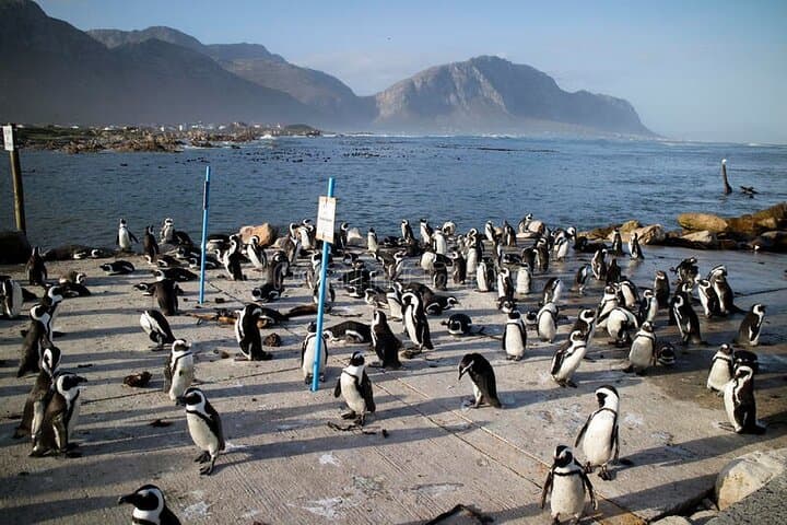 Garden Route 3-Day Adventure: Caves, Safari, Hikes & Wine Tasting photo 4