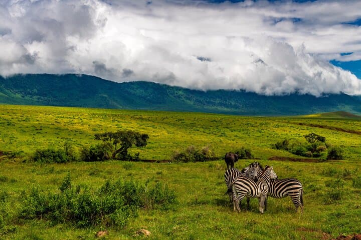 Tarangire Day Safari: Elephant Spectacular from Arusha photo 2