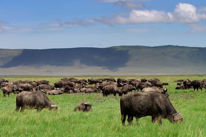 Tarangire Day Safari: Elephant Spectacular from Arusha photo 6