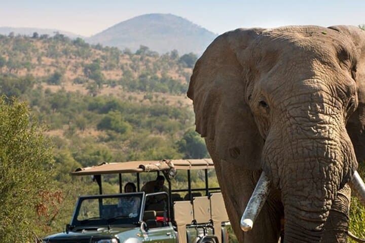 Tala Game Reserve to Phezulu Safari: Full-Day Wildlife & Zulu Culture Tour from Durban