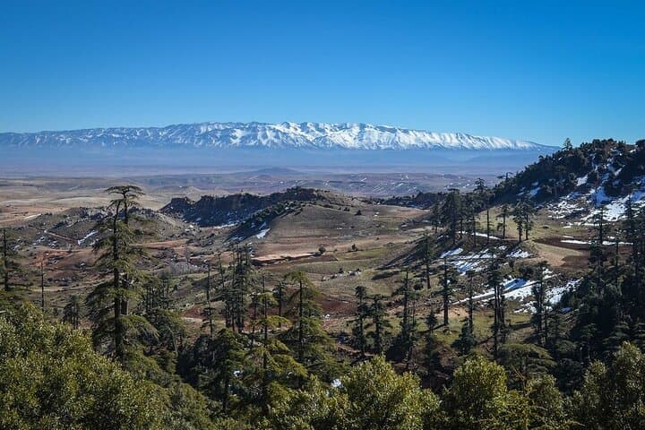 Day Trip from Fes to the Middle Atlas — Ifrane, Cedar Forest & Azrou