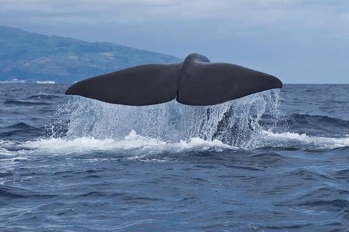 Pico Island Whale and Dolphin Watching — 3-Hour Boat Tour from Madalena photo 1