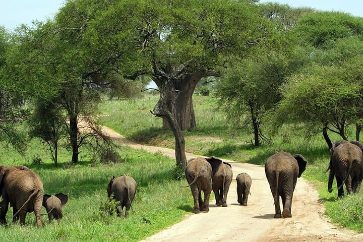 Tarangire Full-Day Safari: Elephants, Baobabs & Birding from Arusha photo 4